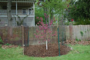 My view of the Ahni Memorial Tree
