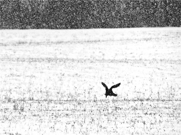Crow landing on a snow covered field